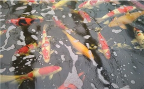 草莓水蜜桃APP有色视频農家樂